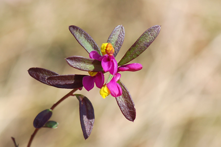 Polygaloides (=Polygala) chamaebuxus / Poligala falso-bosso